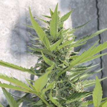 Семена конопли Auto Power Plant Feminised